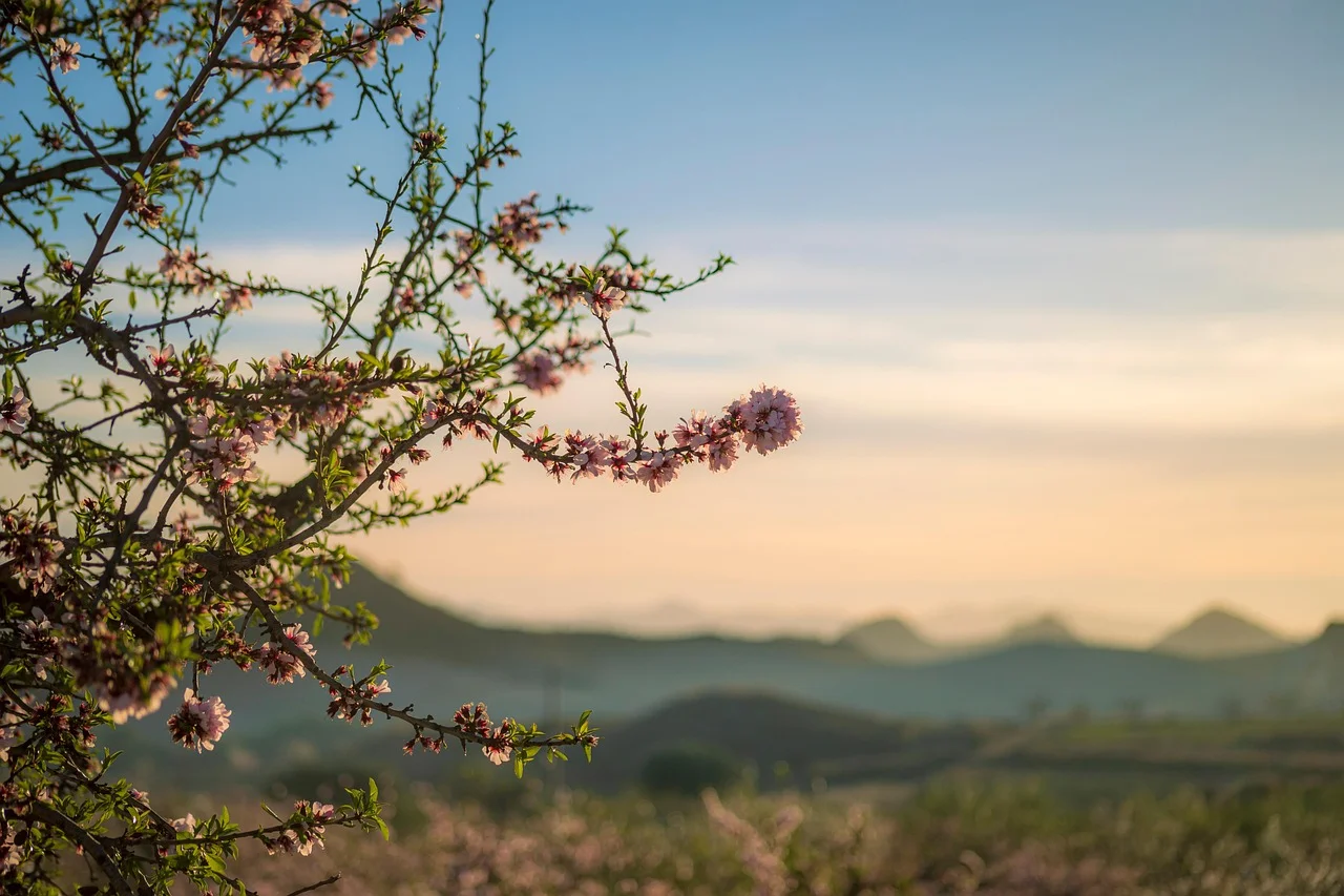 almond-tree-7847670_1280-Ke60c